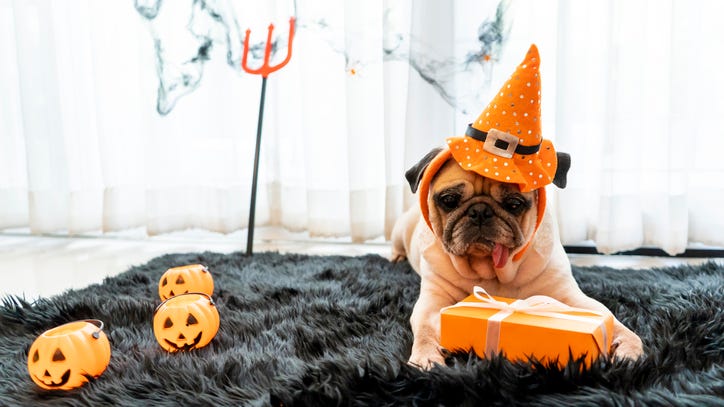 Hottest dog costumes for Halloween 2020
