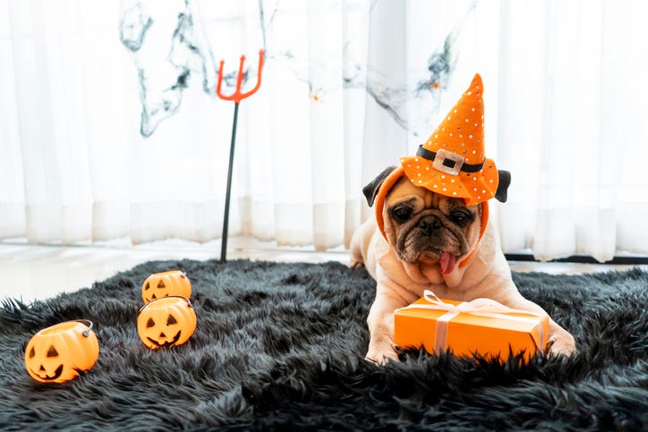 dog Halloween costume