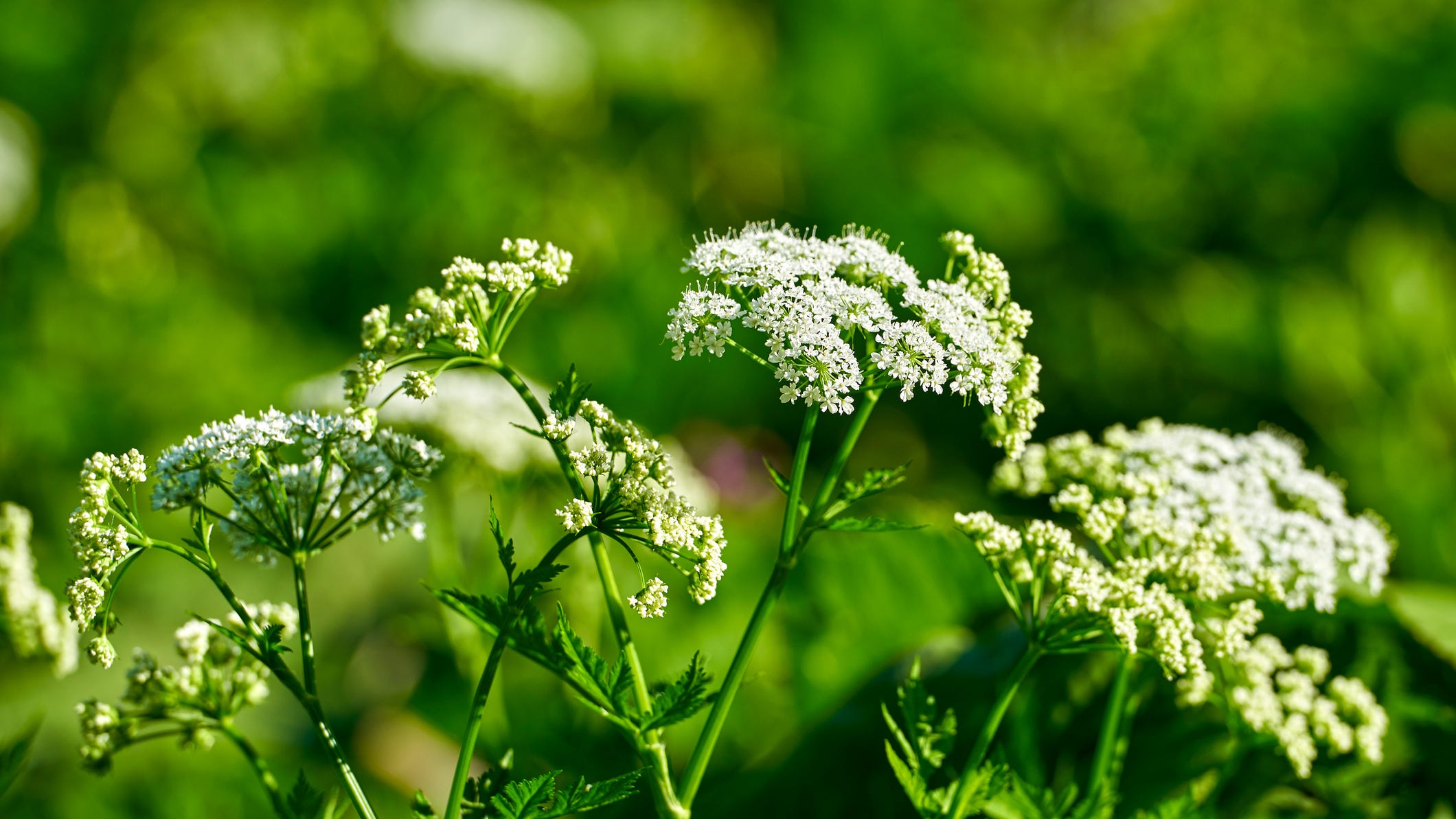 Invasive weed wreaking havoc in parks and yards across the U.S.