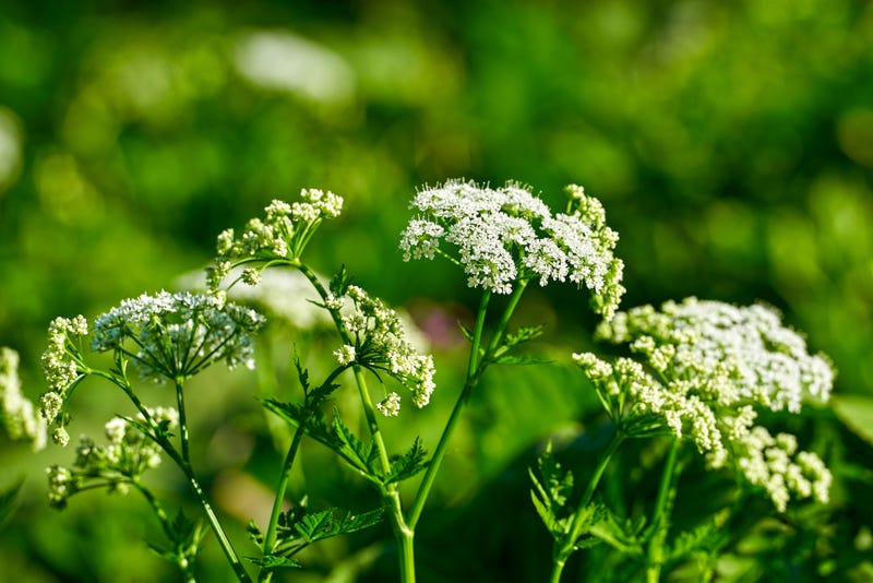 poison hemlock
