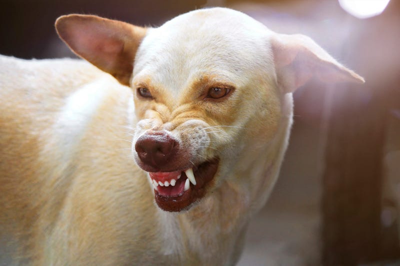 File photo: Angry Dog