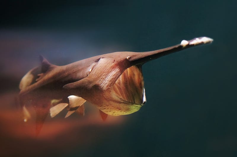 paddlefish