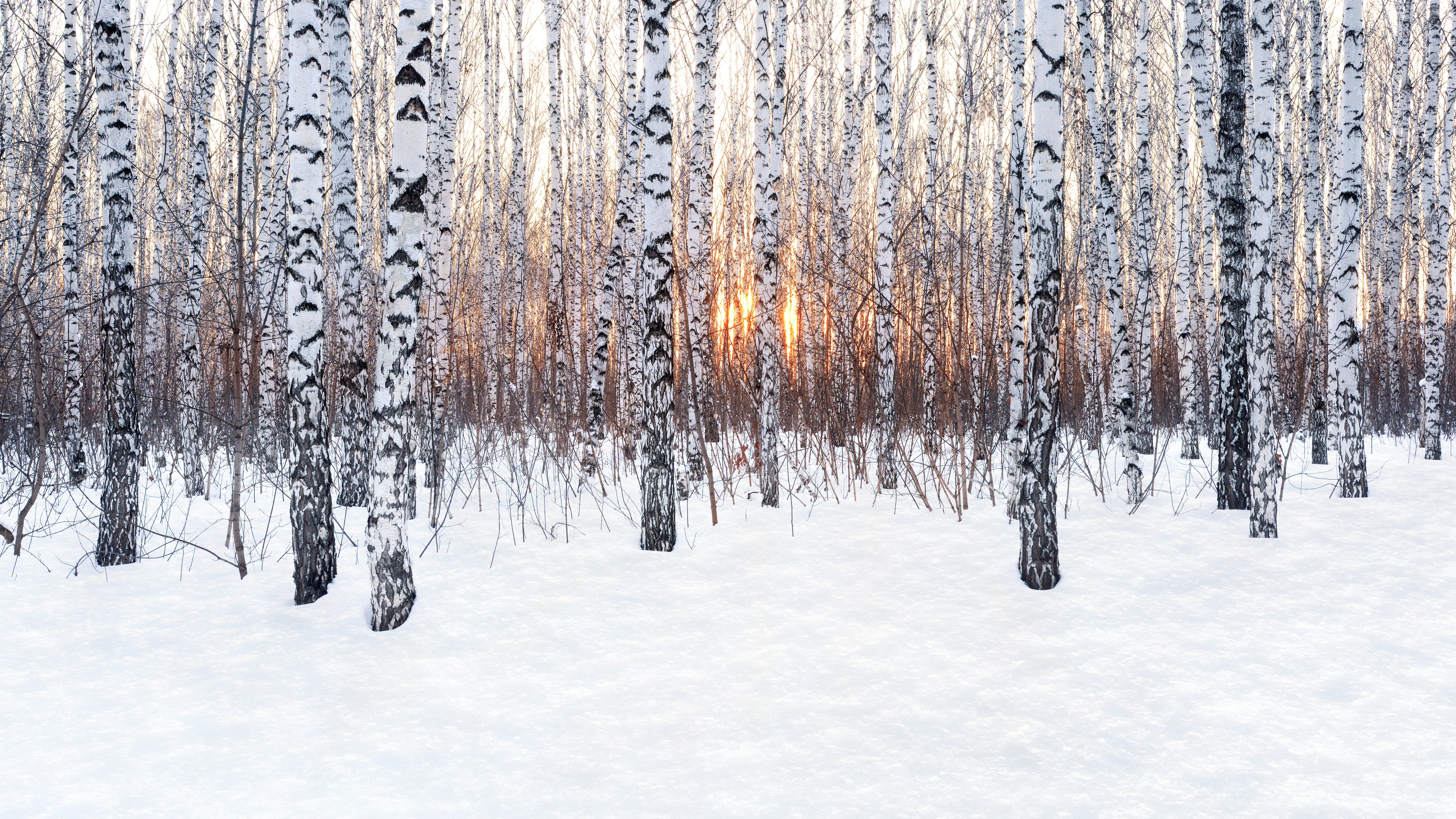 LISTEN: Embrace winter in your garden