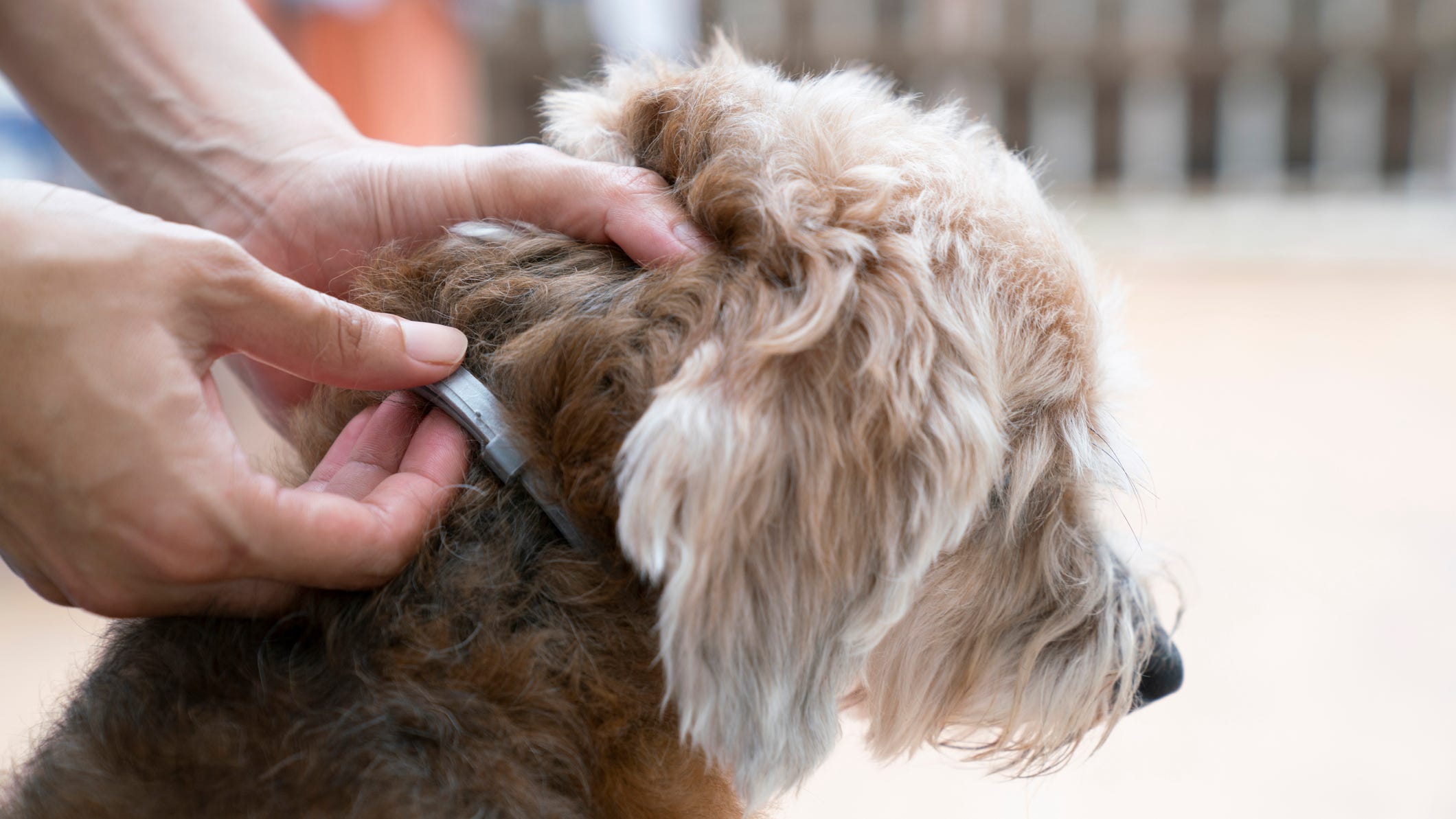 Popular flea and tick company failed to report 11,000 adverse reactions