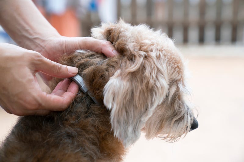 Dog with flea collar stock photo. 