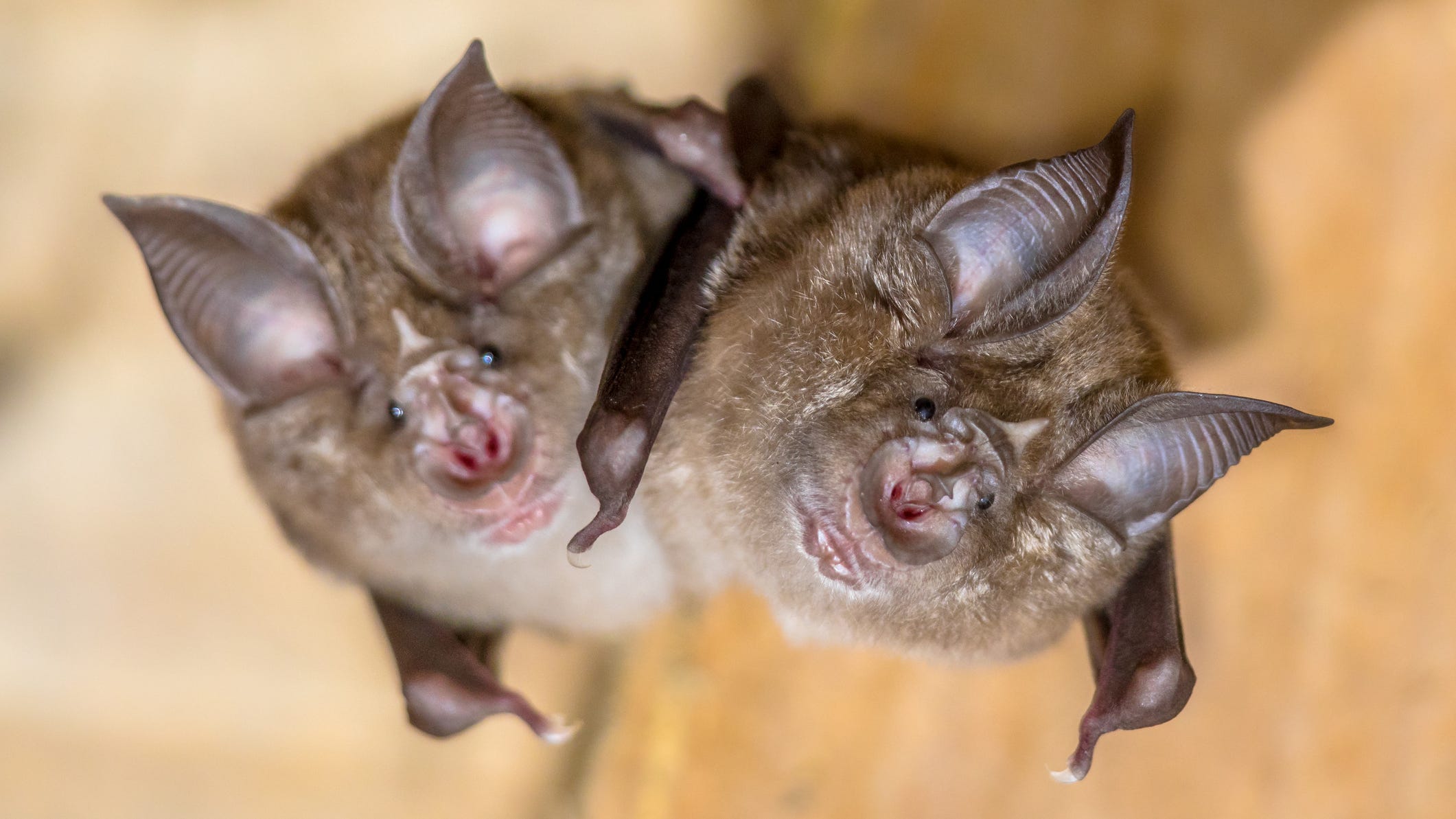 PHOTO: World's ugliest bats sing through 'face masks' made of skin