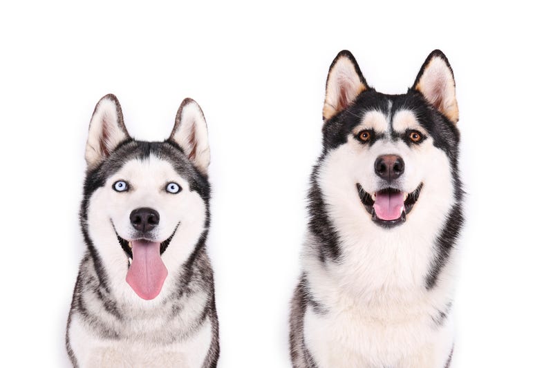 Purebred siberian husky with gray black and white coat colors