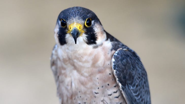 Nesting right here in Metro Detroit, the once endangered peregrine falcon captivates thousands