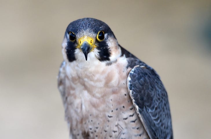peregrine falcon
