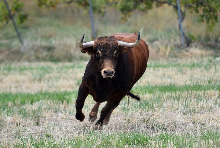 Although the cause of death has yet to be determined, it is believed the bull killed the rancher.