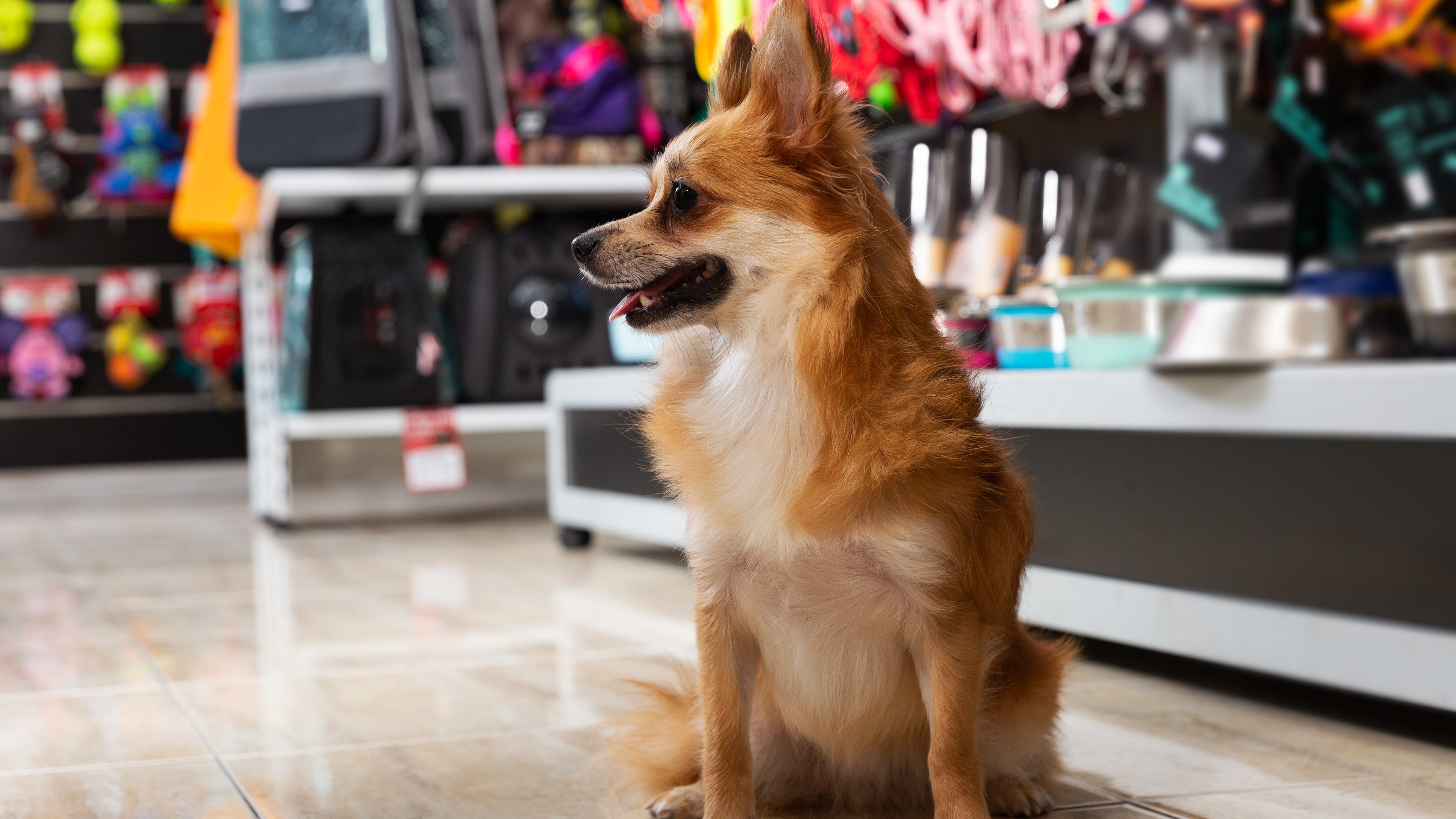 City of Dallas sued over new Humane Pet Store Ordinance