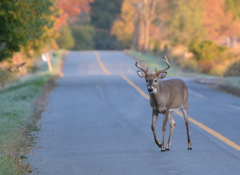 A whitetail deer crosses the road