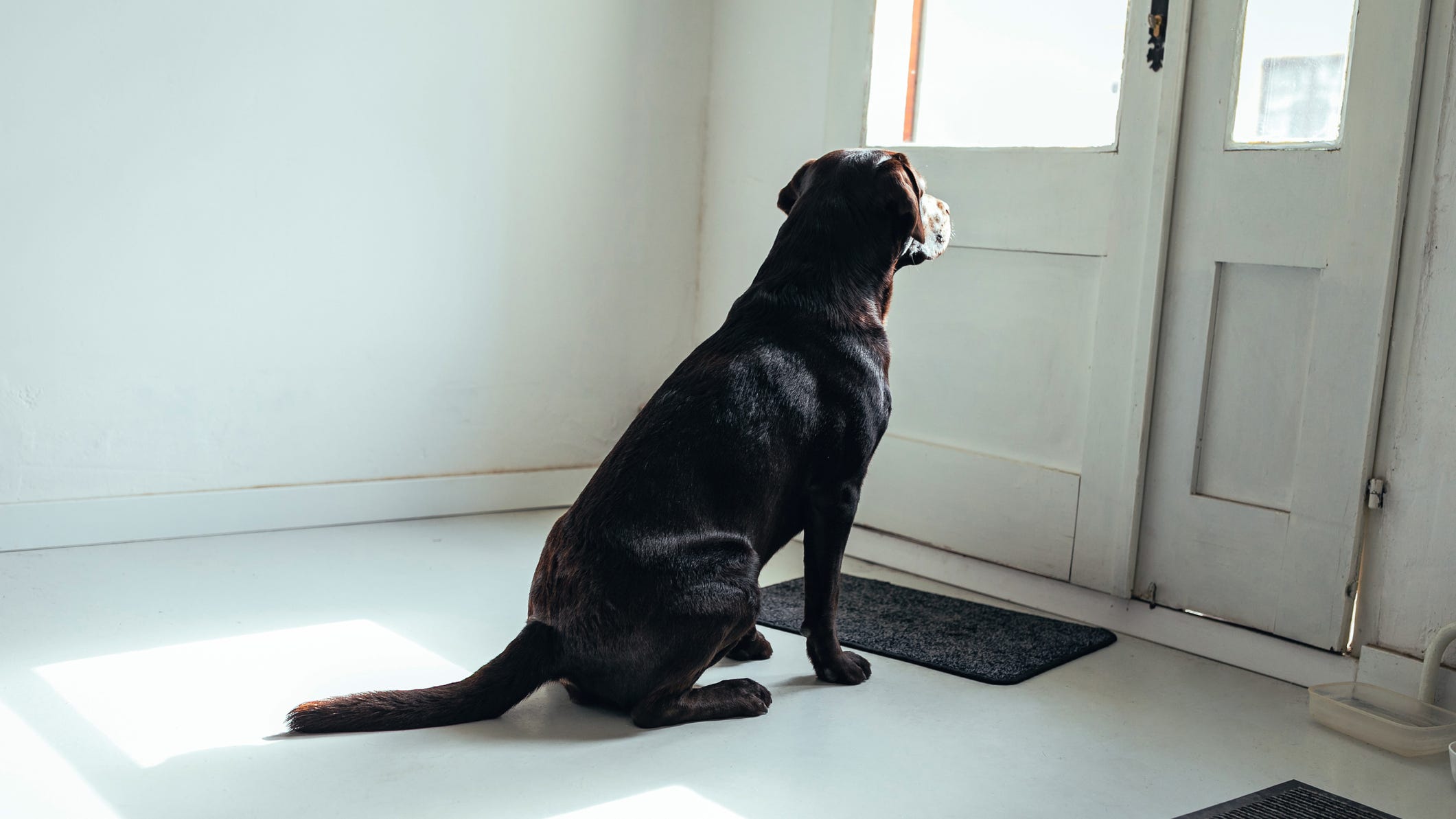 Vet shares tips to prepare pets for return-to-work anxiety