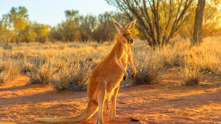 WATCH: 7-foot-tall kangaroo flexes abs in showdown with barking dog