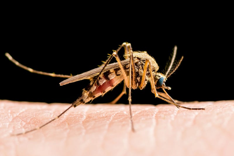 Mosquito