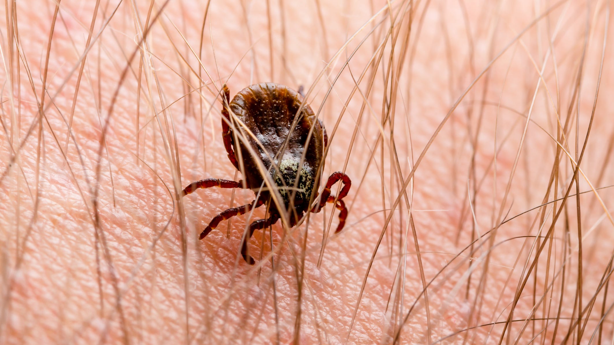 Missouri university, MDC wants you to mail them your ticks