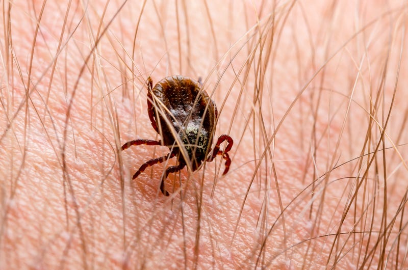 tick
