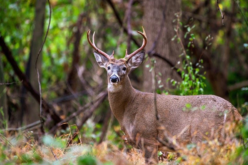 Deer in the woods