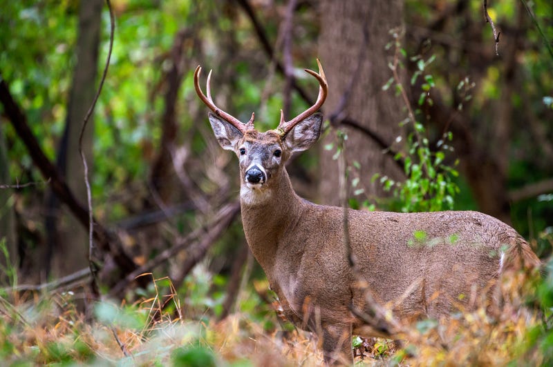 Stock photo of buck in the woods