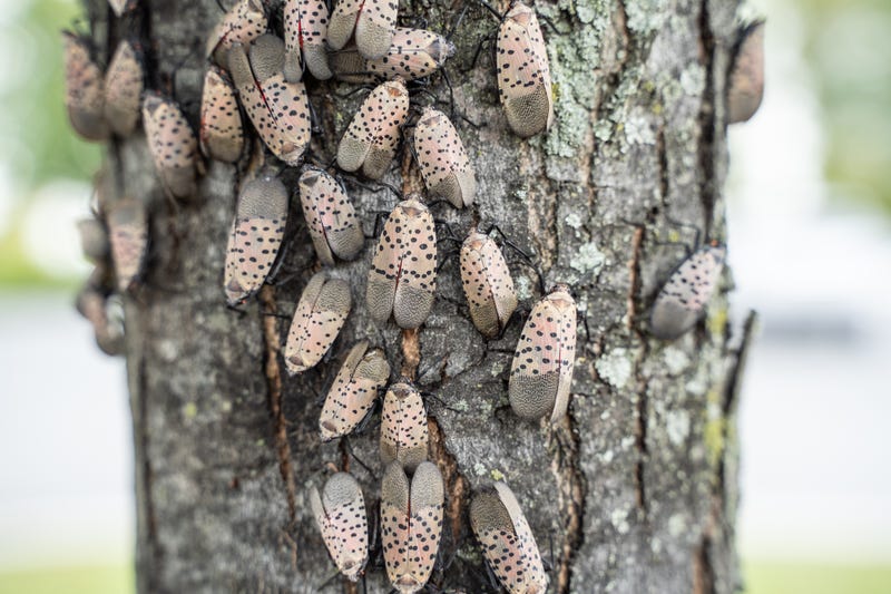 A swarm of spotted lanternflies on a tree. Lanternfly eggs are expected to begin hatching within the next two weeks.