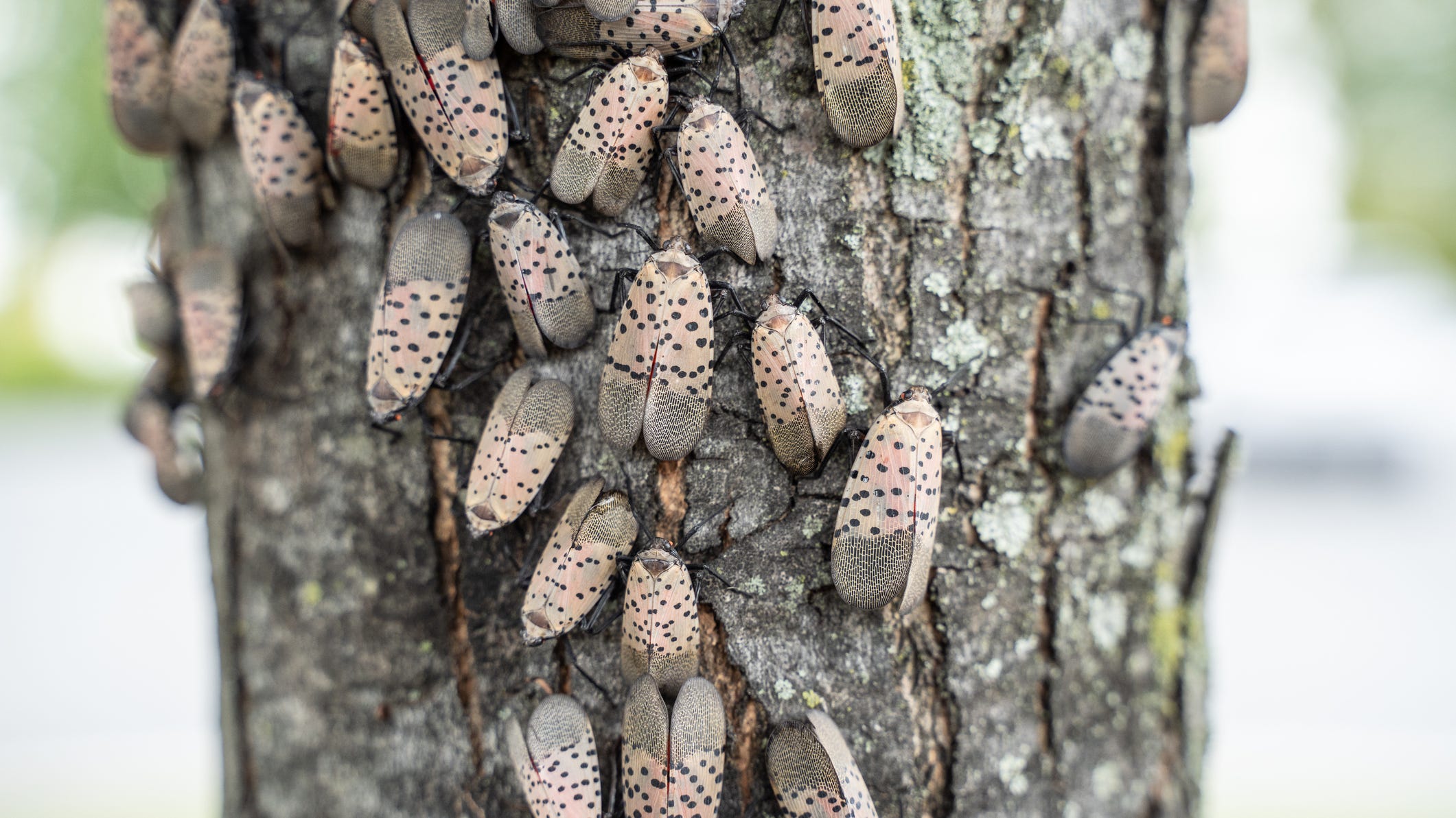 Why so many spotted lanternflies and how to kill them