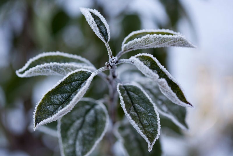 Hoar frost covers the leaves of an apple tree on November 14, 2019 in Obing, Germany.