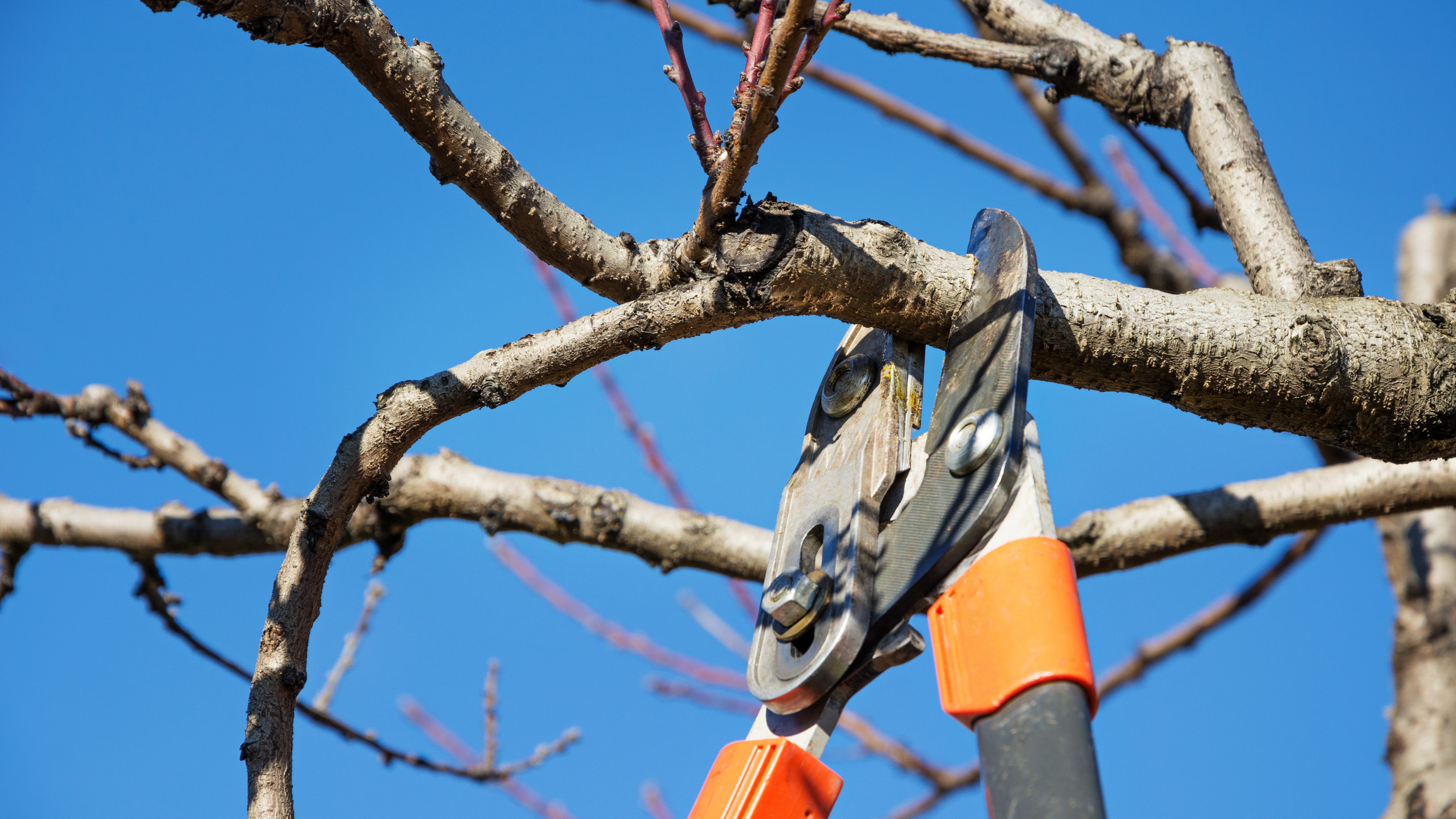 Tree trimmer dies in Agoura Hills, investigation underway