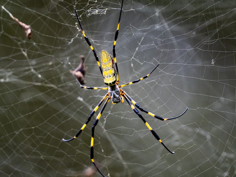 Joro spider