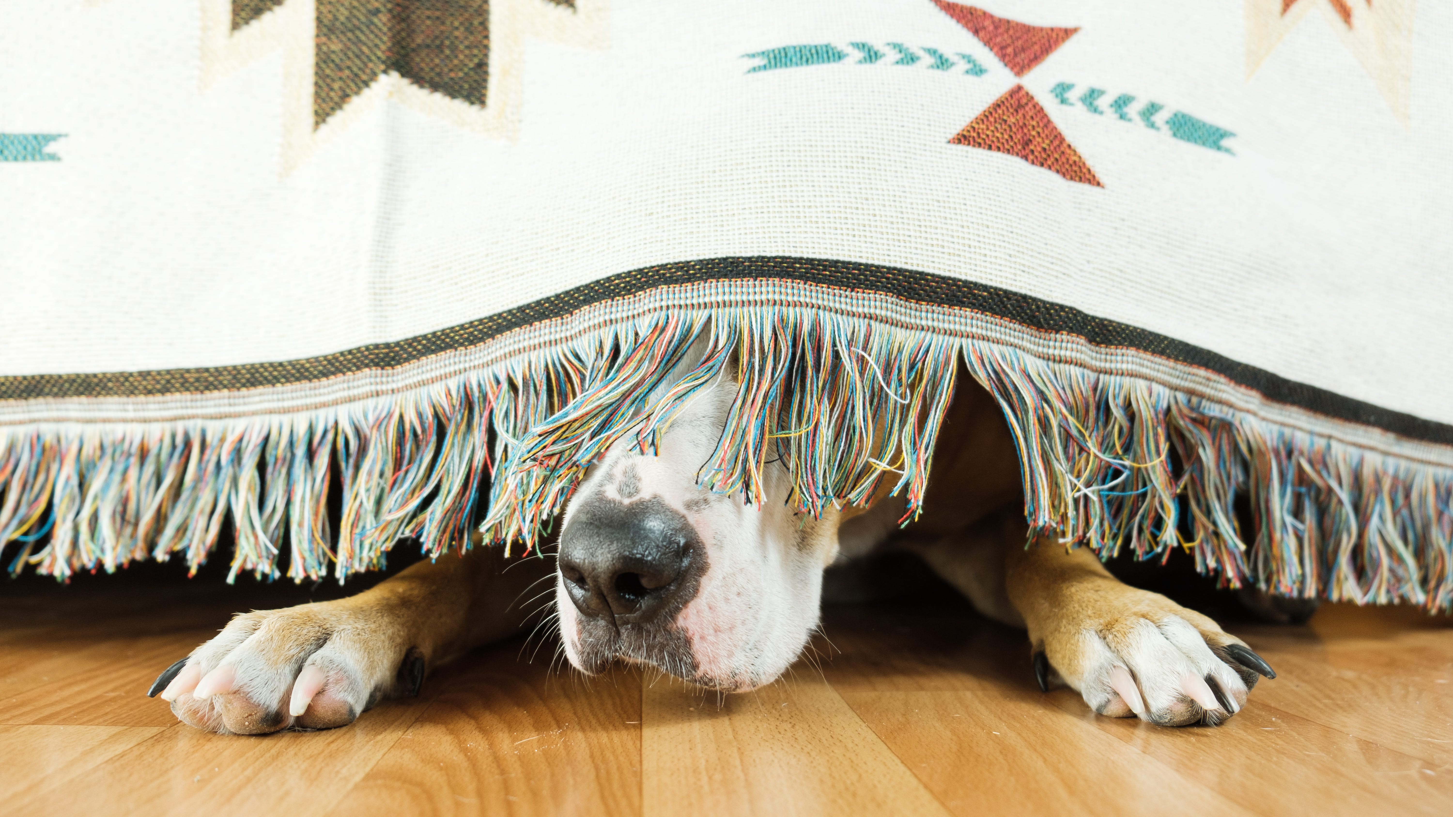 Tips to prepare your pets for Fourth of July celebrations