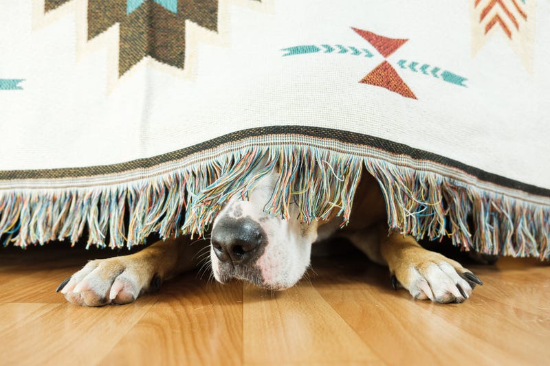 Dog hiding 