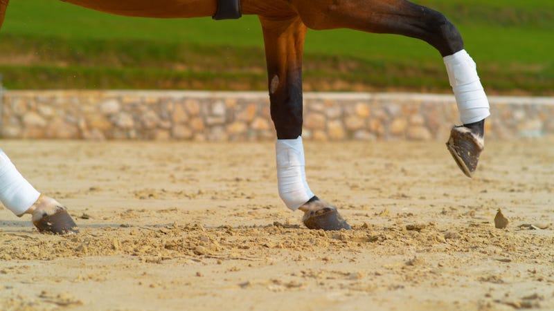 Horses competing