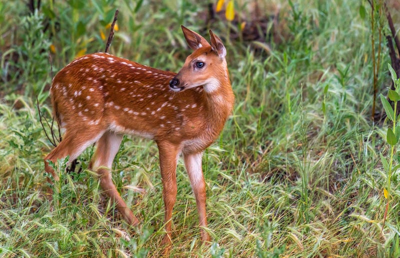 State police in the First District issued a warning for drivers after troopers were dispatched to their 11th traffic crash in one day where vehicles went head-to-head with a deer and lost, MSP said on Thursday.
