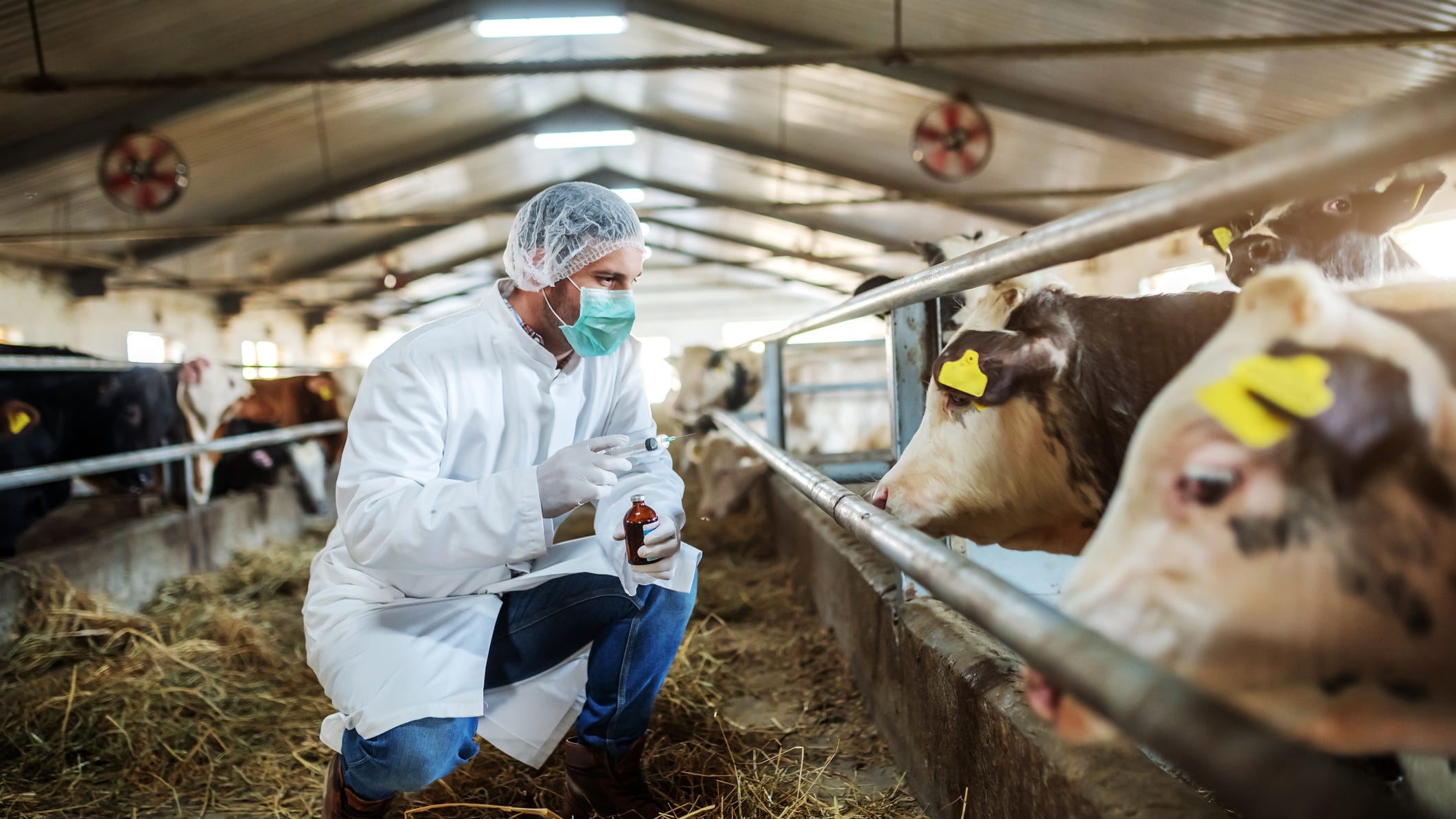 Five people treated for rabies after being exposed to rabid cow in Cooke County