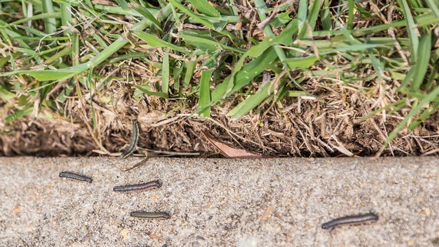 Army worms invading North Texas