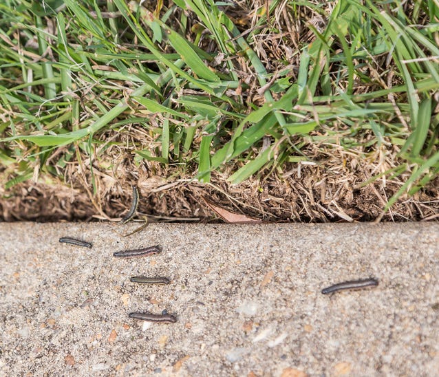 army worms