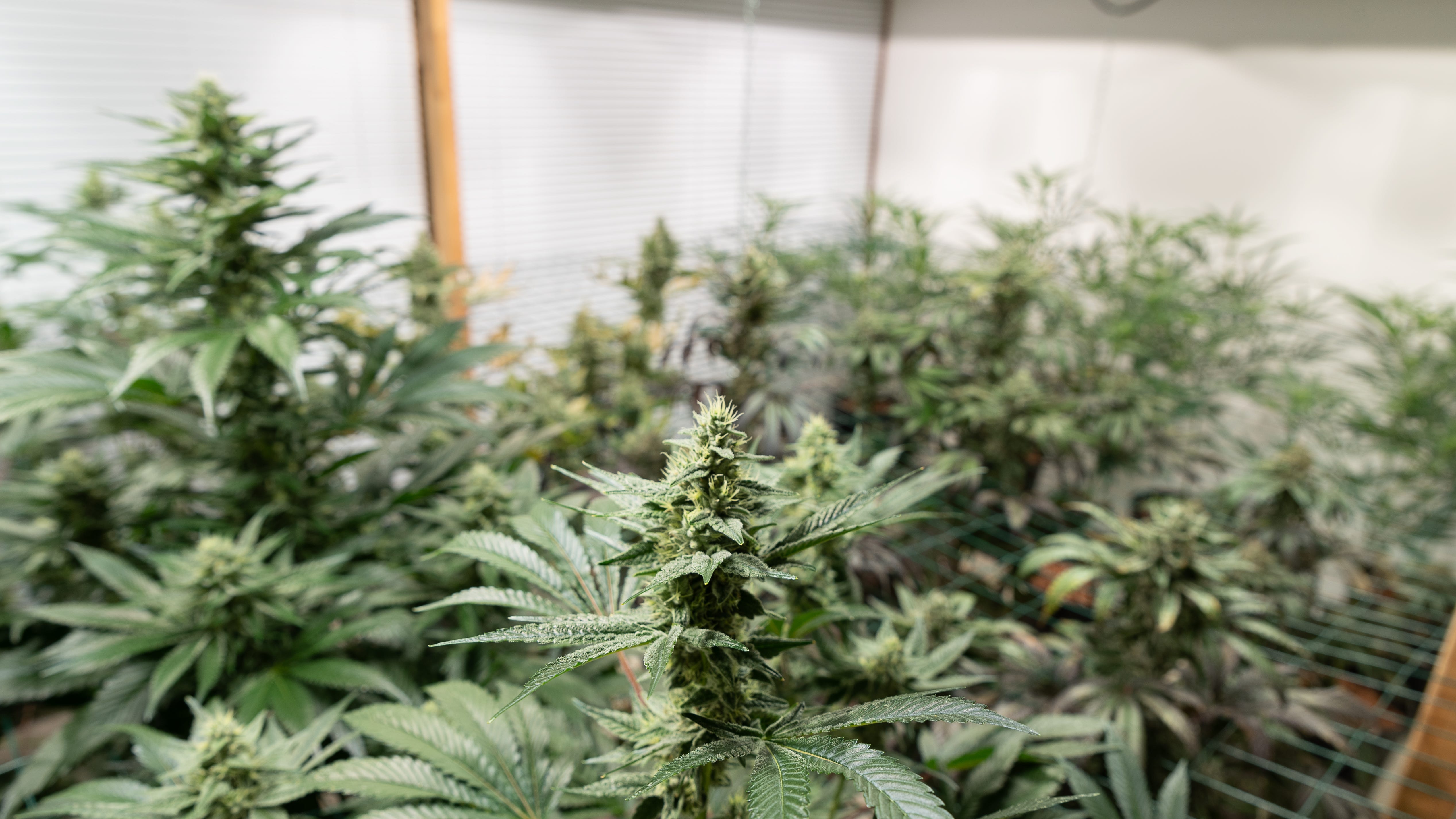 Metro Detroit fire officials say illegal marijuana grow operations pose safety hazard