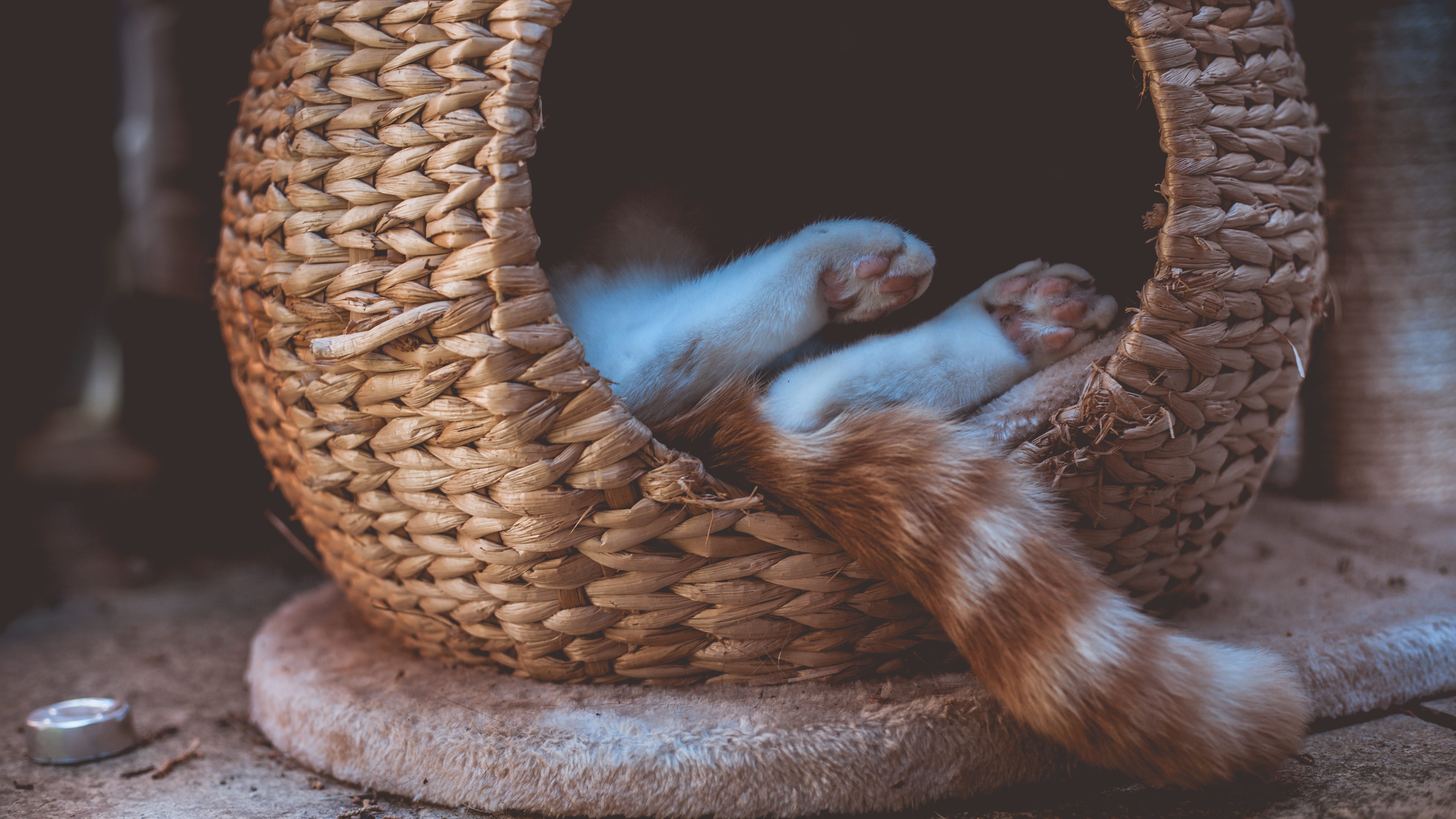 PODCAST: The fear of coming home and finding your pet dead – is it preventable?