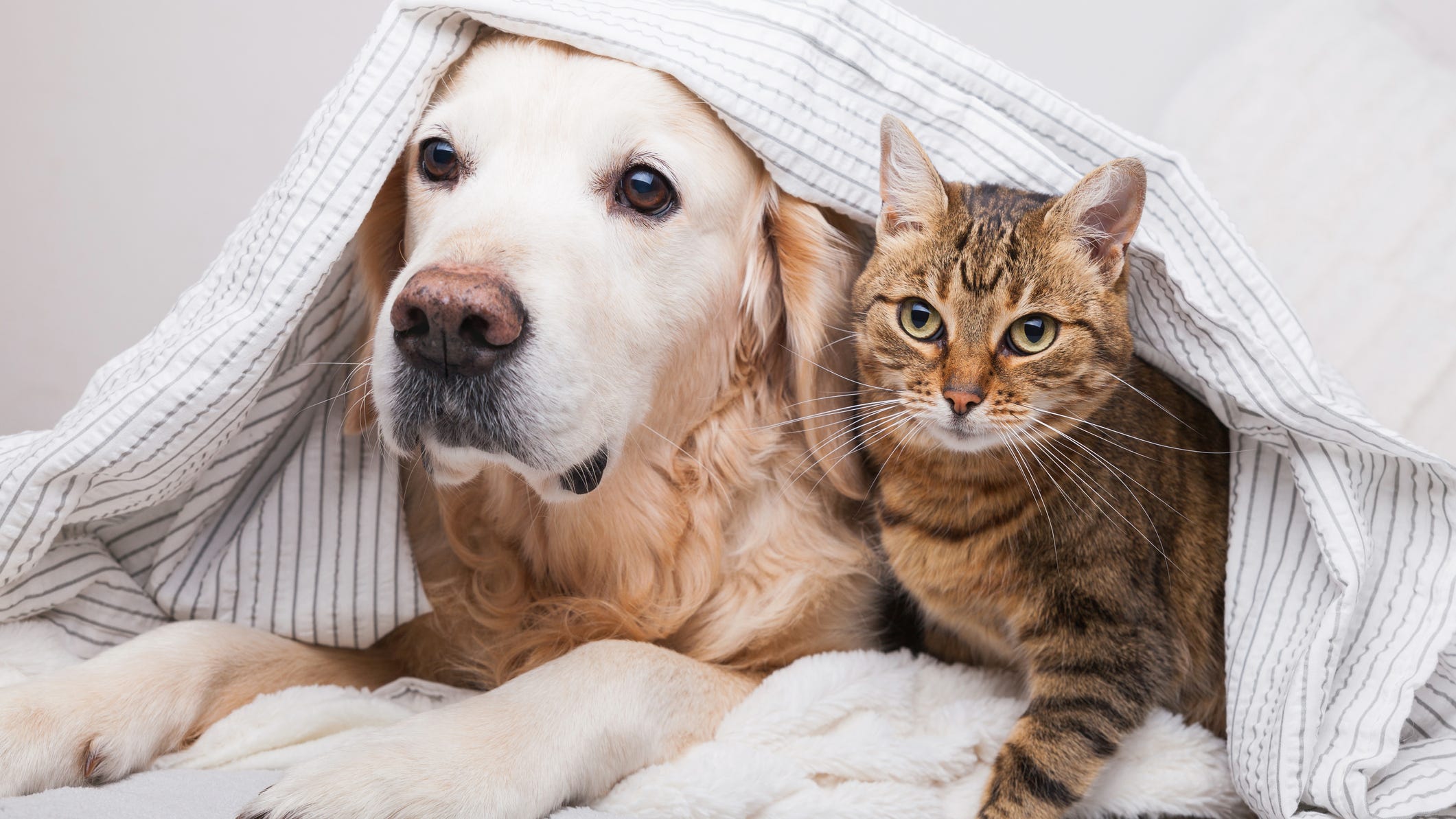 With pet adoptions on the rise, study finds which states favored dogs or cats amid COVID-19
