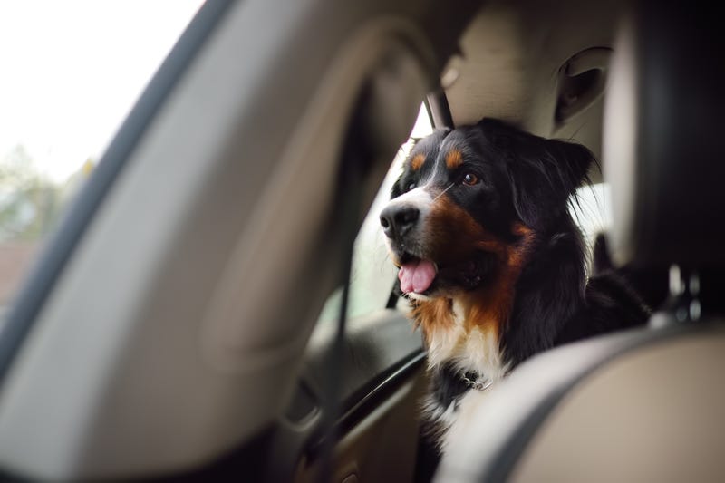 Dog on car ride