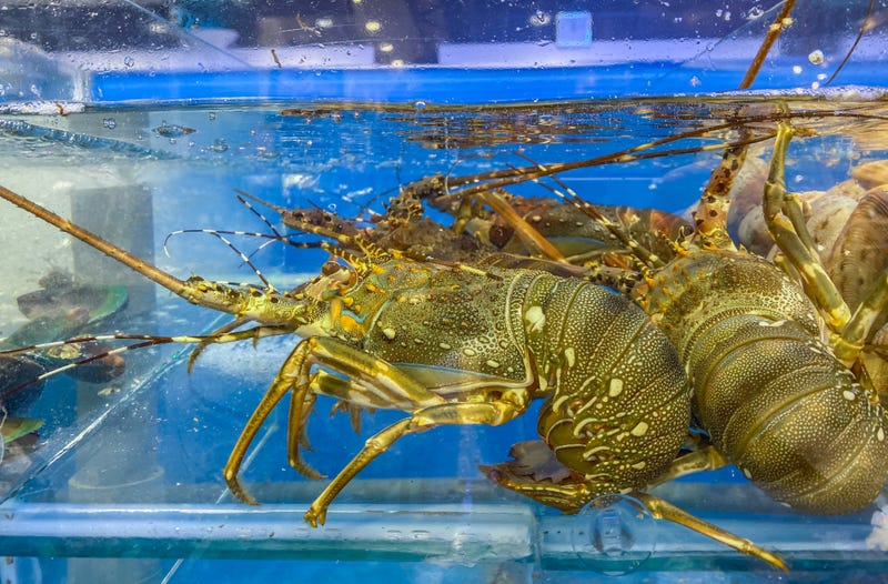 Alive lobsters in water tank for sale at seafood market