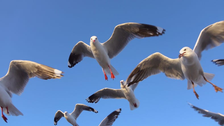 WATCH: Thousands of cockatoos take over neighborhood in eerie scene out of ‘The Birds’