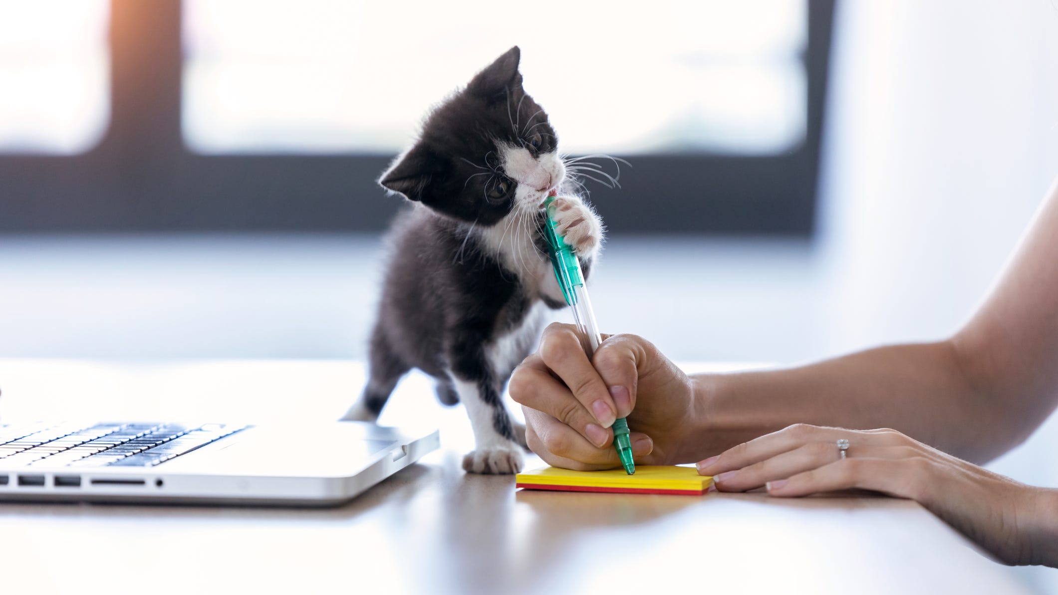 How to Work From Home With Your Pets