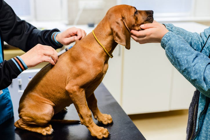 Humane Society of North Texas pauses dog adoptions due to distemper outbreak