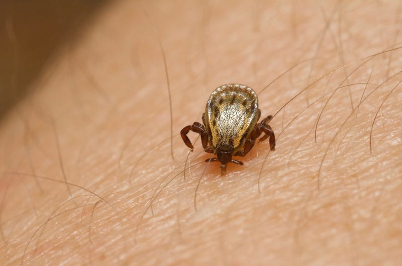 Tick infects human flesh.