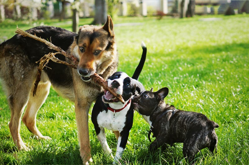 dog