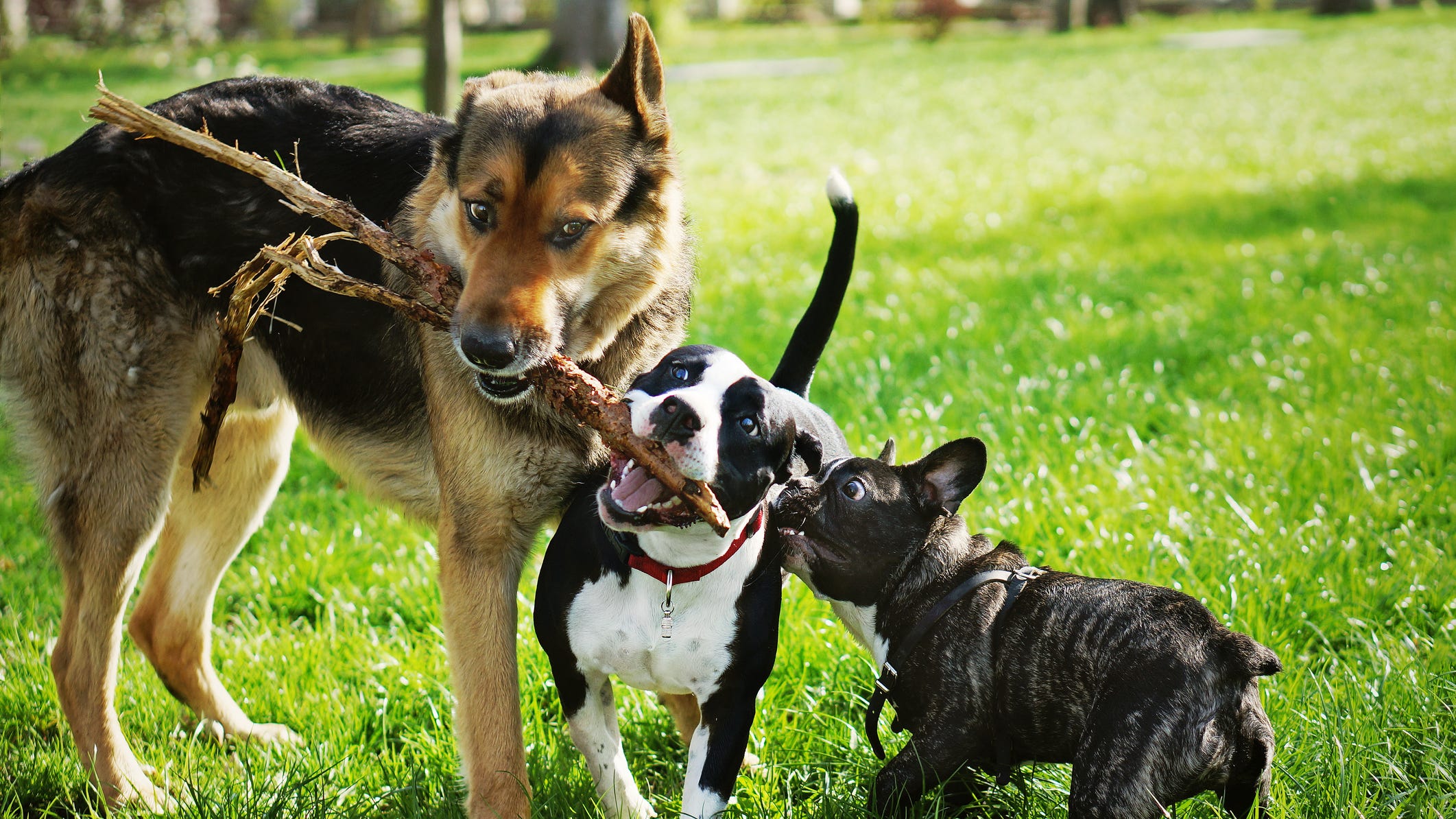 It's National Dog Day! Here are America's most popular breeds
