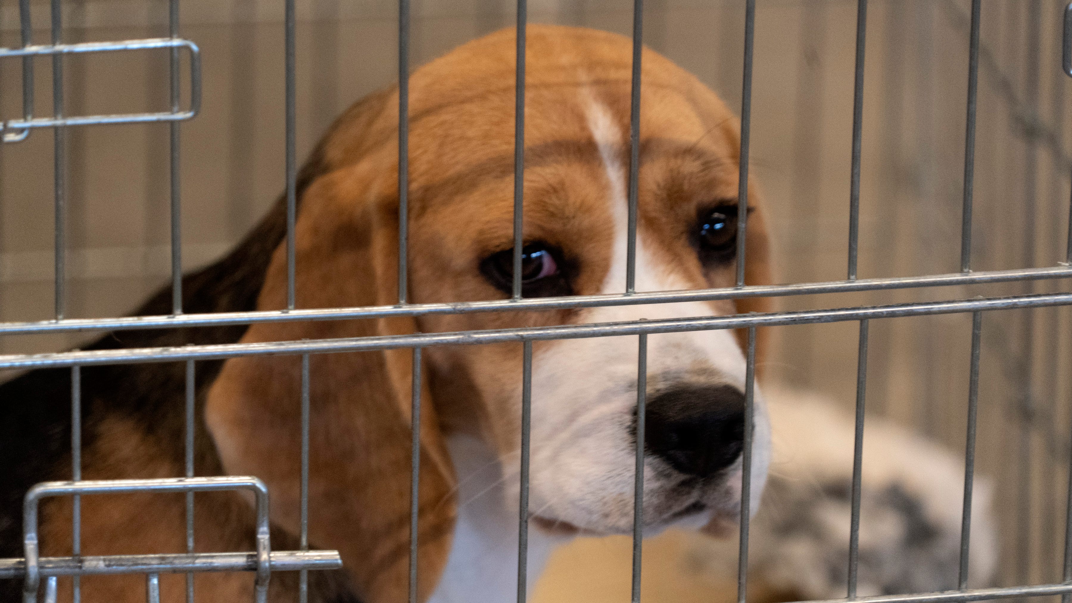WATCH: First of 4,000 beagles saved from experimentation