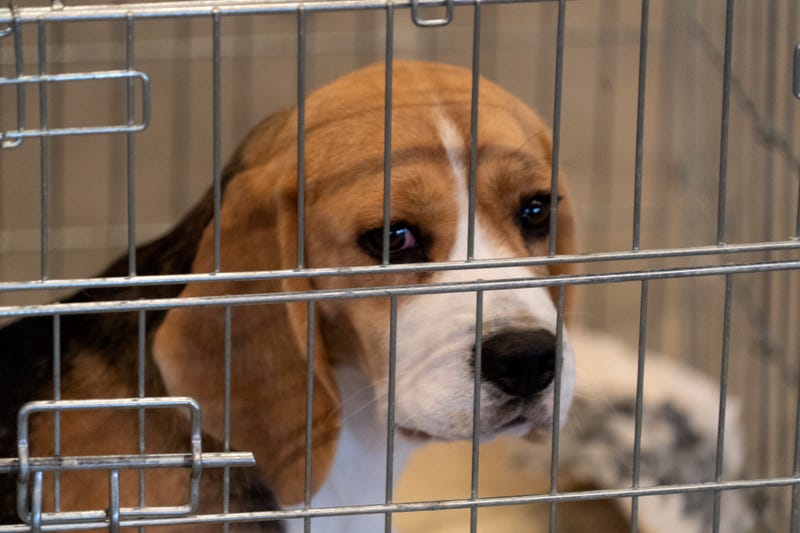 Beagle in a cage