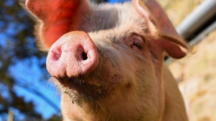 Pig named 'Peppa' rescued from backyard: 'We aren't sure where she came from'