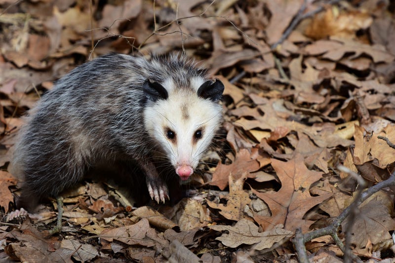 Possum